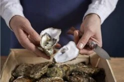 Opinel Oyster Knife No 09 -Kitchen Knife Store OP001616 07 opinel oestermes op001616 08